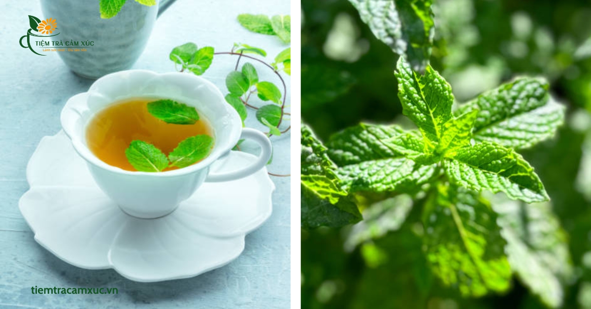 Hướng dẫn pha trà dưỡng tâm bạc hà đúng cách tại nhà