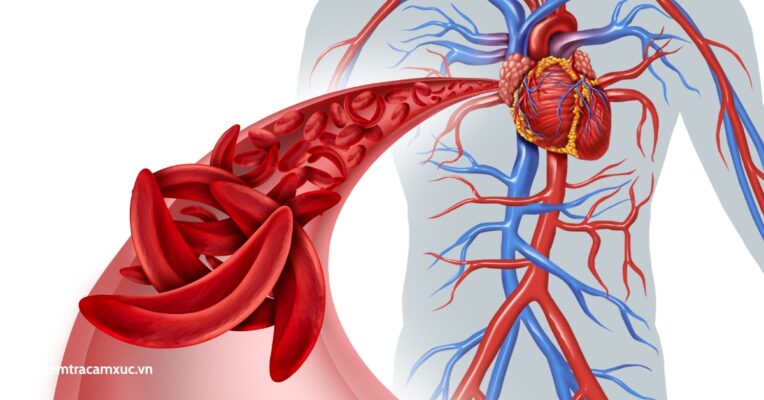 Trà táo đỏ có tác dụng bổ máu