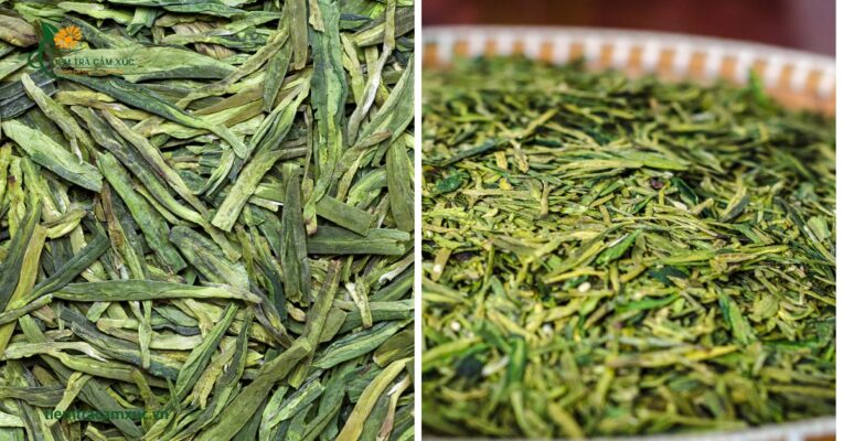Trà Long Tỉnh – Trung Quốc