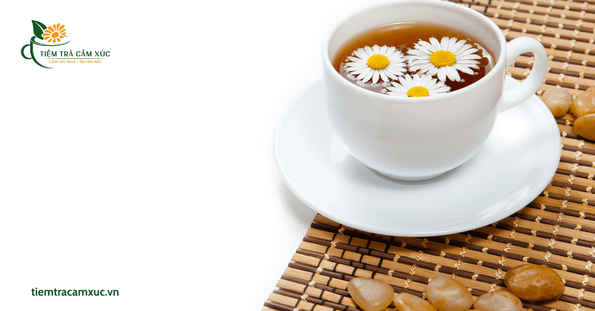 Ai không nên uống trà hoa cúc