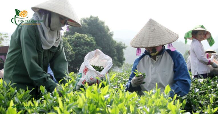 Bạch Hạc (trà cổ Tân Cương)