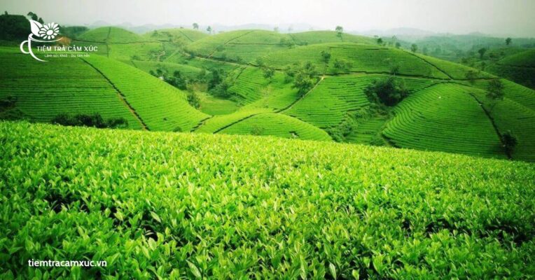 Các loại trà ngon ở Việt Nam