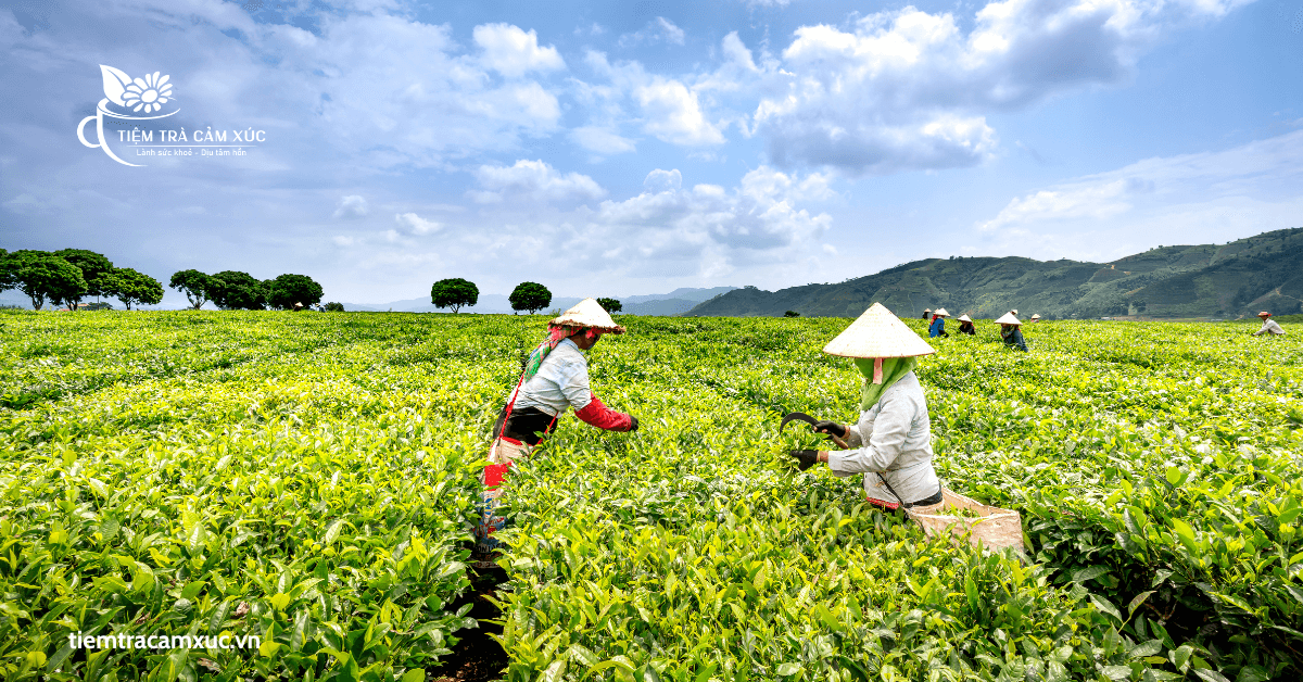 Thu hoạch trà và chế biến sơ bộ