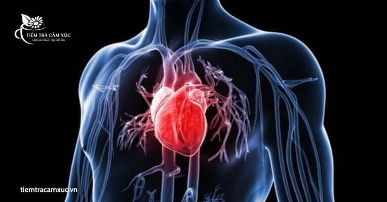Tốt cho tim mạch và hệ tuần hoàn máu
