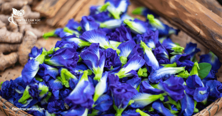 trà dưỡng nhan đậu biếc
