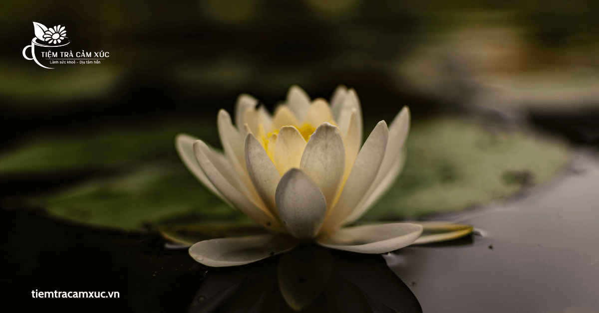 Trà dưỡng tâm sen là