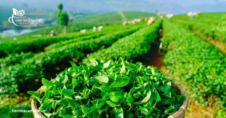 Trà Ô Long (Bảo Lộc – Lâm Đồng)