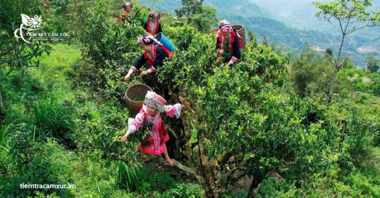 Trà Shan Tuyết cổ thụ (Tây Bắc)