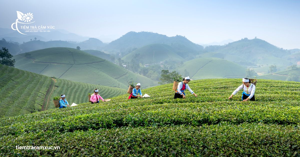 uống trà xanh thay nước có tốt không