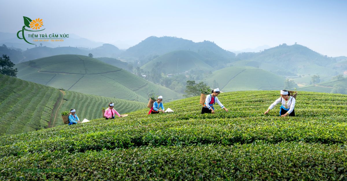 Bầu uống trà xanh có được không