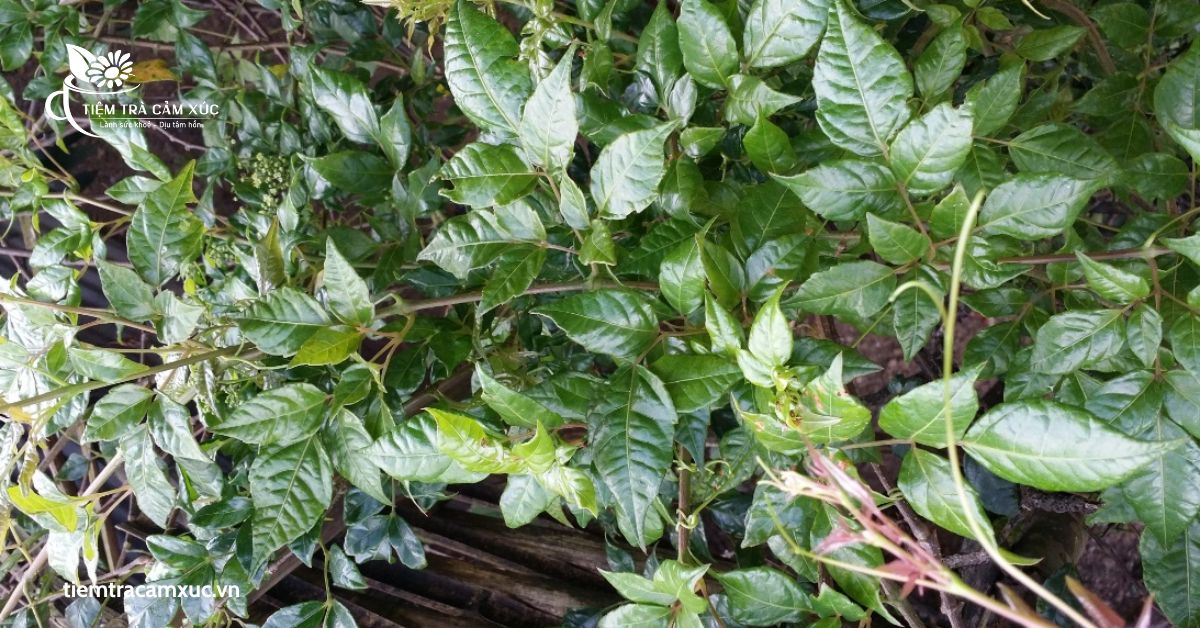 uống trà dây có mất ngủ không
