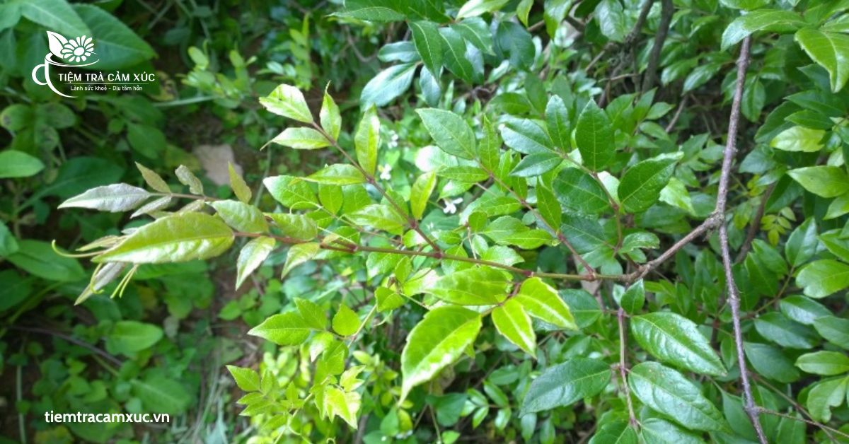 uống trà dây hàng ngày có tốt không